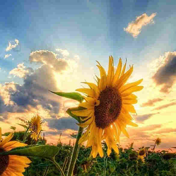 sunflowers background