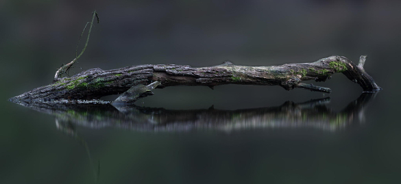 tree-in-the-water-reflective-photography
