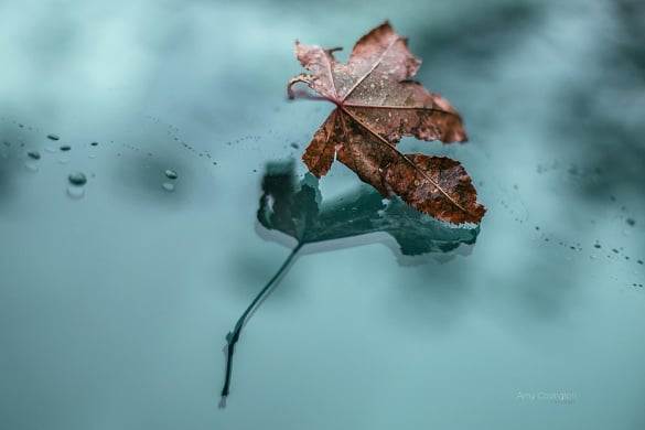leaf-awesome-reflection-photography
