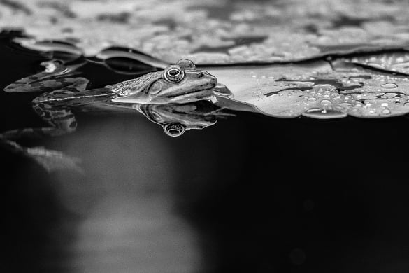 frog-in-the-water-beautiful-reflective-photo