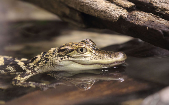 dangerous-reptile-in-water-reflective-photography-
