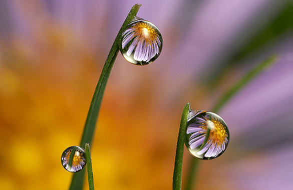 daisy dewdrop refraction awesome photography