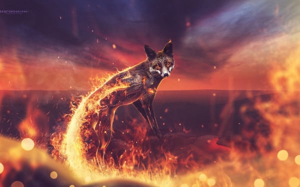 fire fox hd graphic background