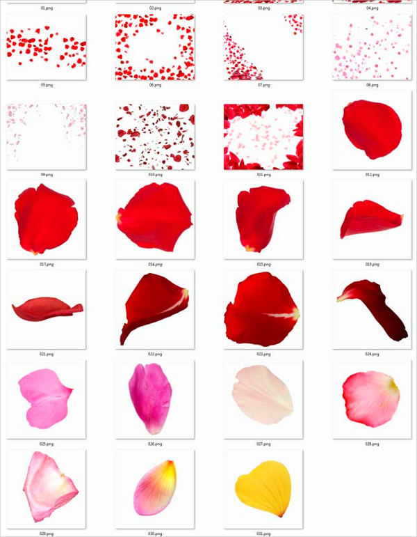 rose petals brush photoshop free download