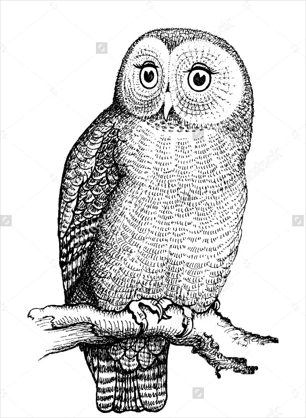 retro-owl-drawing