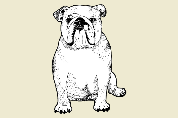 british-bulldog-drawing
