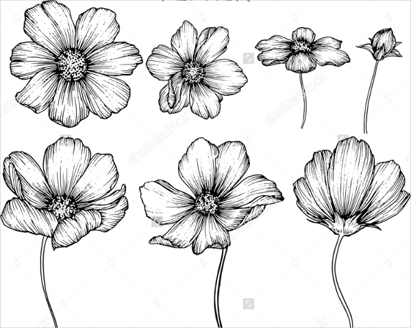 Monochrome anemone flower drawing isolated on white, floral ink line art  illustration with vintage anemone flower, realistic flower drawing in black  Stock Photo - Alamy