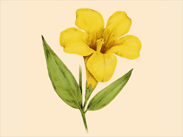 yellow jasmine flower drawing