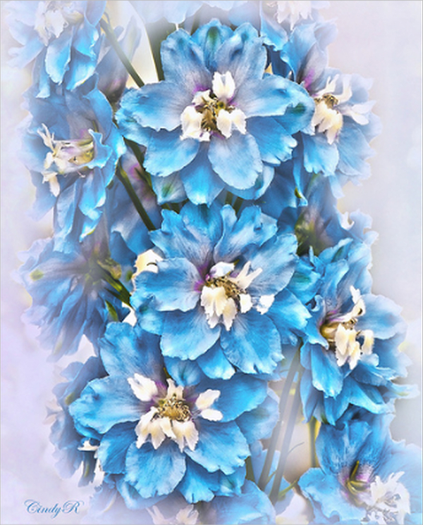 delphinium flower drawing