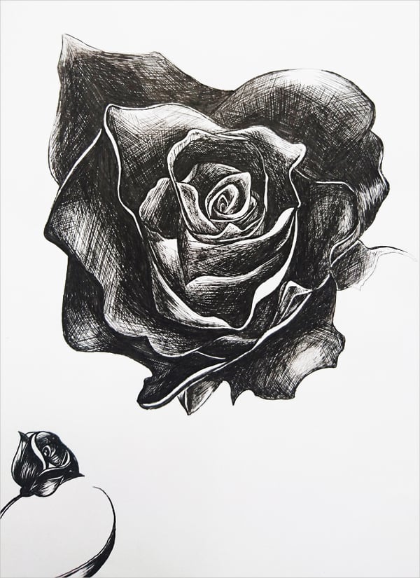 rose sketch drawing