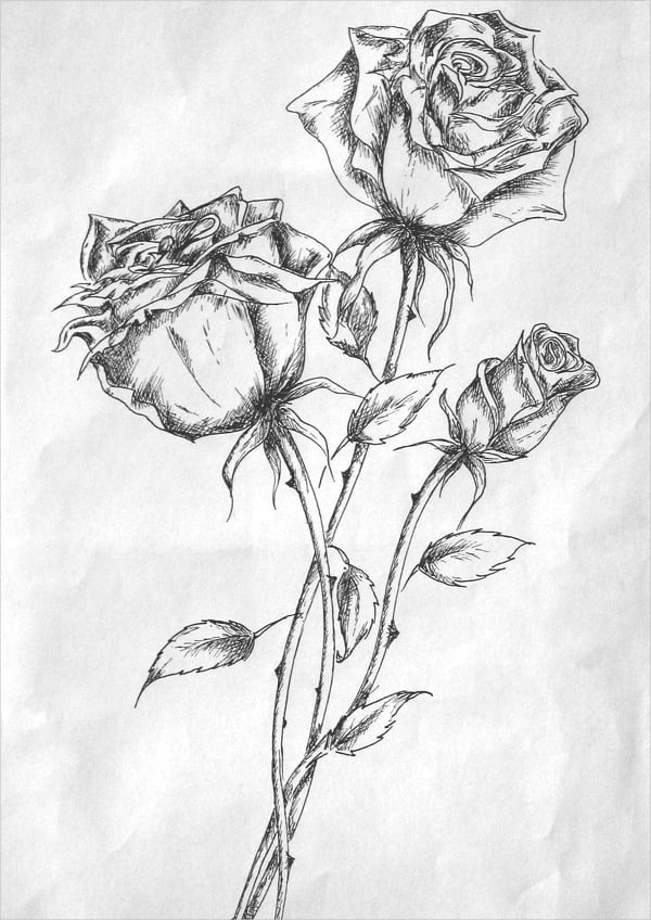 pen rose drawing