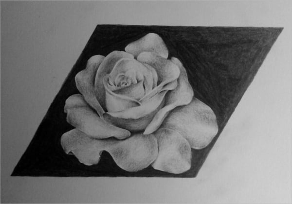 realistic rose drawing