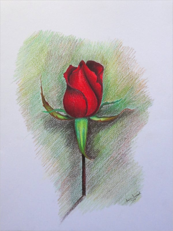 20+ Rose Drawings - Free PSD, AI, EPS Format Download