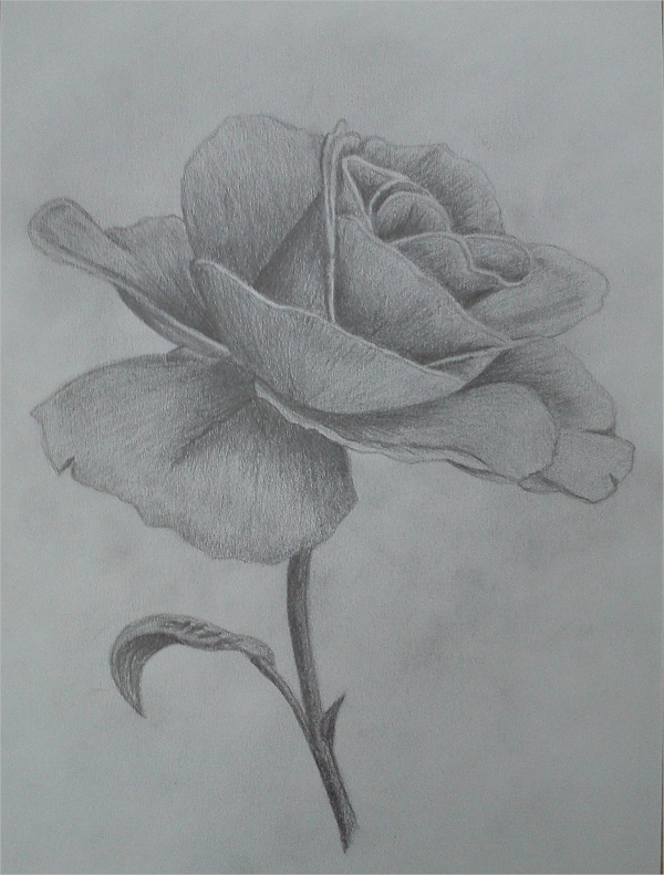 pencil rose drawing