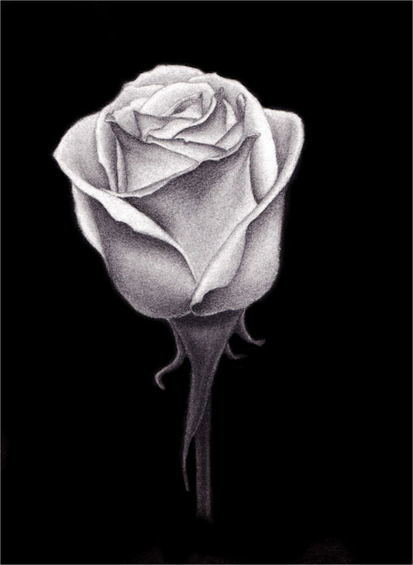 20+ Rose Drawings Free PSD, AI, EPS Format Download Free & Premium