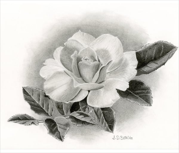 summer rose drawing