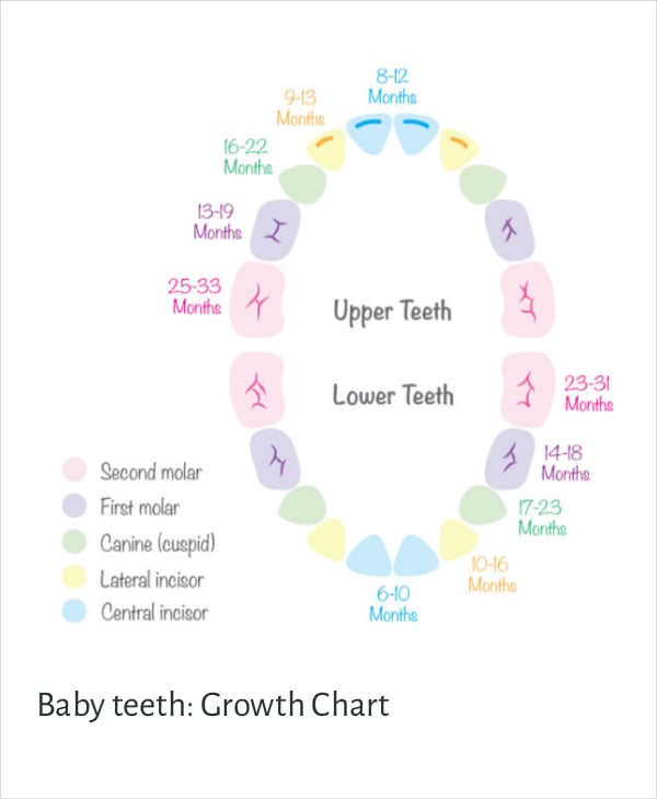 complete baby teeth growth chart template