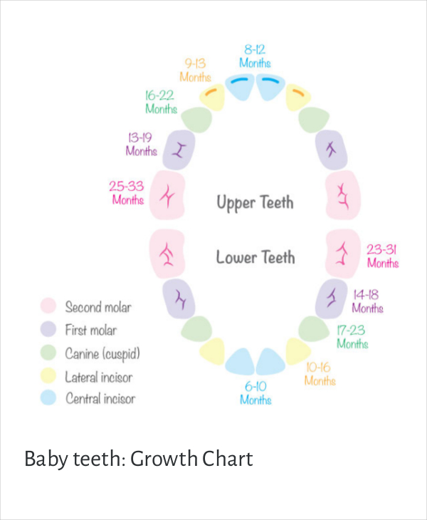 7+ Baby Teeth Growth Chart Templates - Free Sample, Example, Format ...