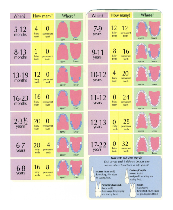 stages of teeth baby teeth growth chart