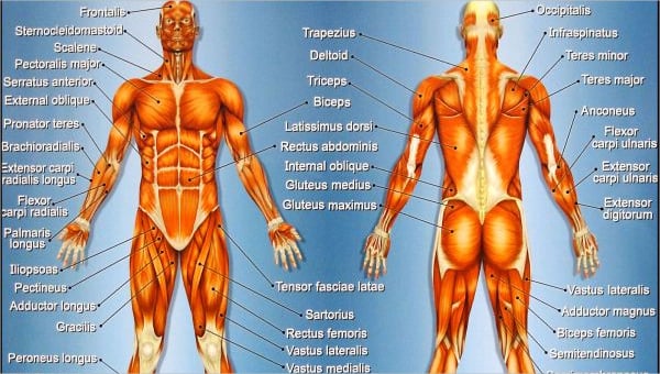 Body Fat Chart Pictures