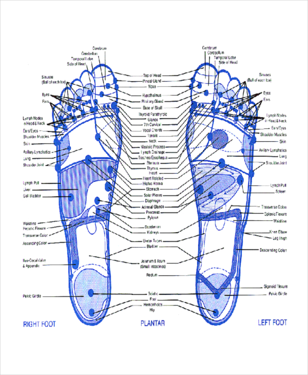 11+ Reflexology Chart Templates - Free Sample, Example, Format