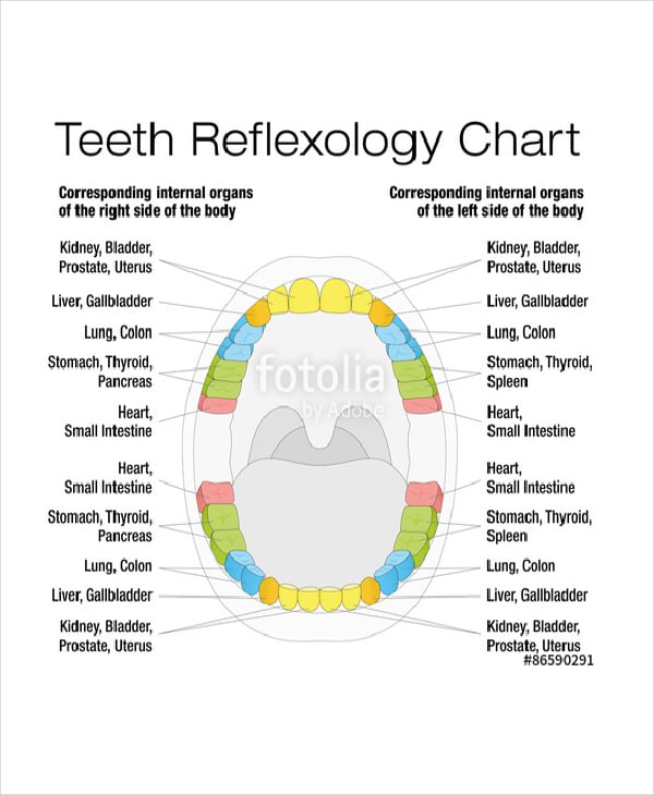 reflexology chart for teeth template