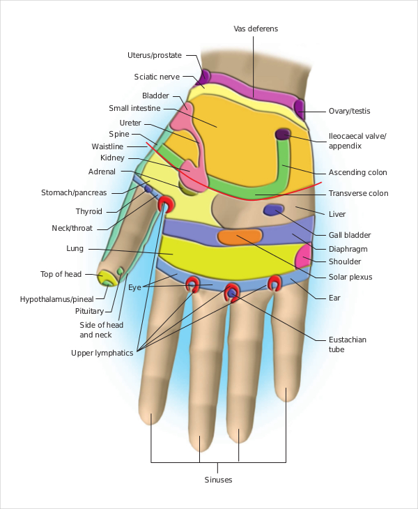 11+ Reflexology Chart Templates Free Sample, Example, Format