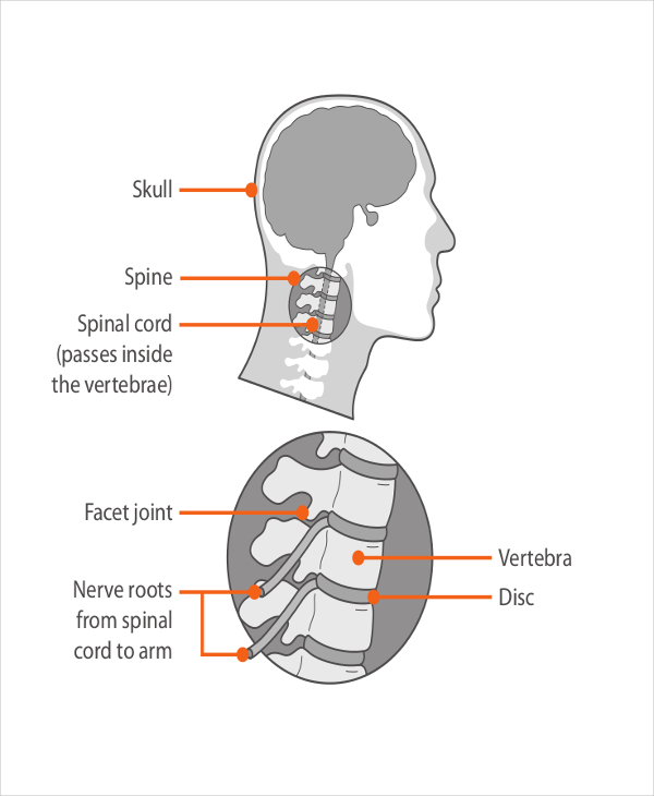 11+ Reflexology Chart Templates Free Sample, Example, Format