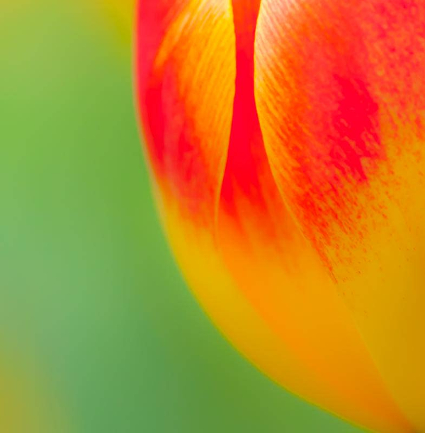 abstract-of-tulip