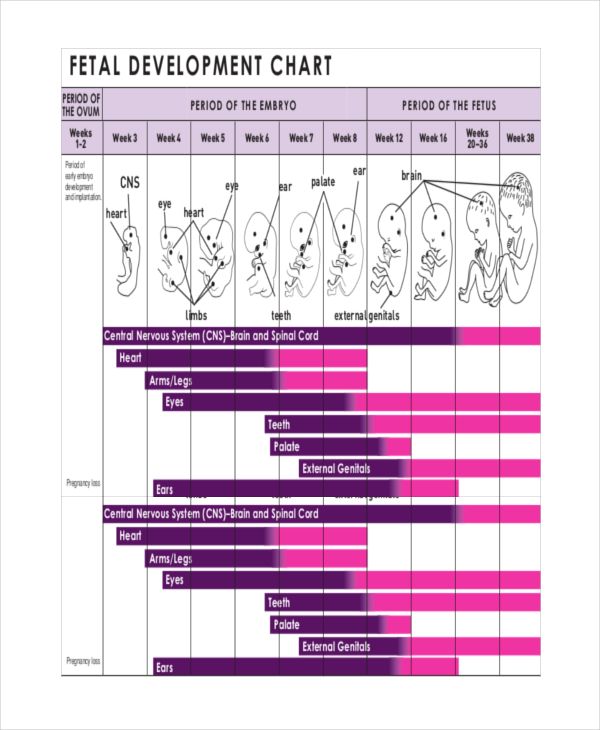 Unborn Baby Growth Chart Template - 5+ Free Excel, PDF Documents Download