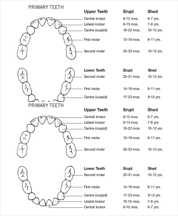 primary teeth eruption chart template