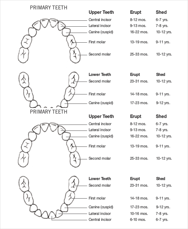 Baby Teeth Growth Chart Template - 5+ Free PDF Documents Download