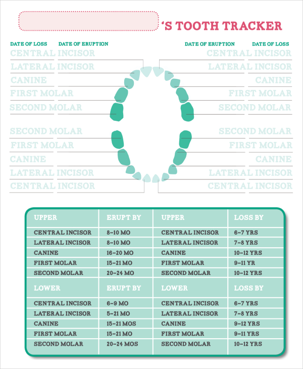7+ Baby Teeth Growth Chart Templates Free Sample, Example, Format