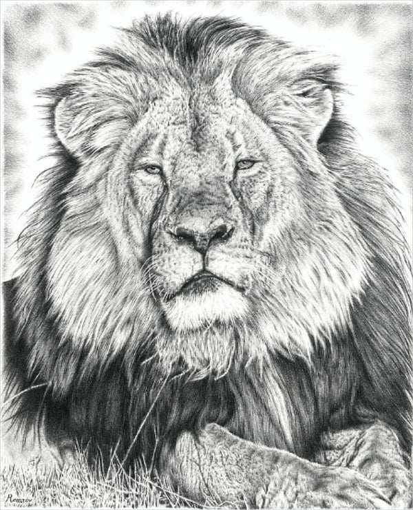 cecil the lion pencil drawing