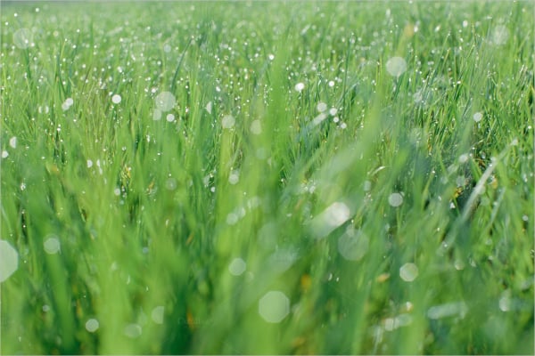 water-grass-pattern