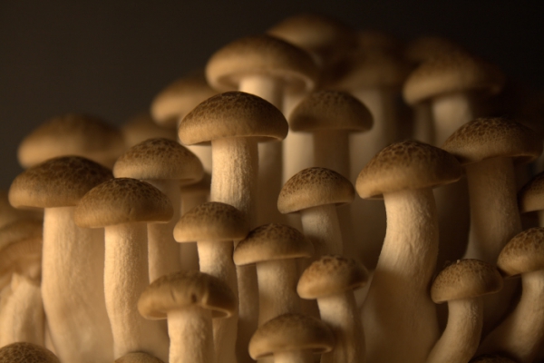 mushrooms still life photography