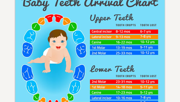 baby teeth growth template