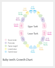 Baby teeth1