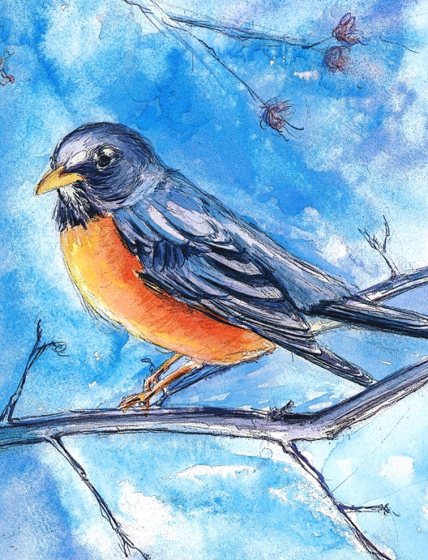 watercolor robin painting