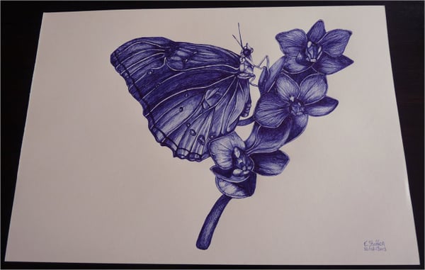 butterfly ballpoint sketch