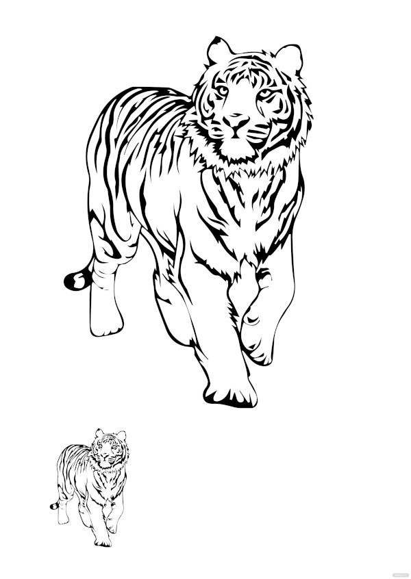 free white tiger coloring page