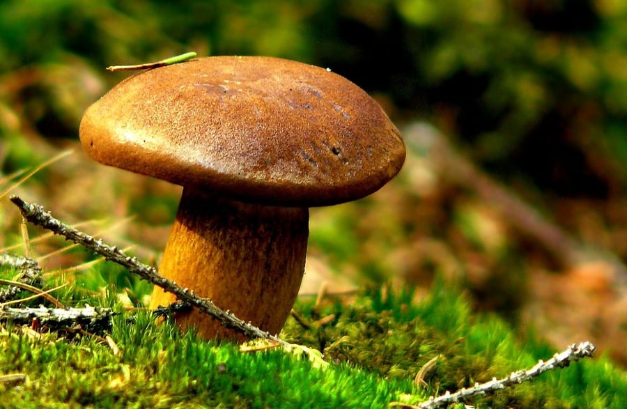 mushroom autumn season food