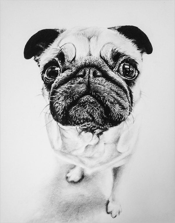 puppy charcoal drawing