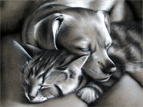 cat dog charcoal drawing