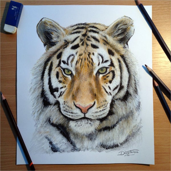 tiger pencil drawing