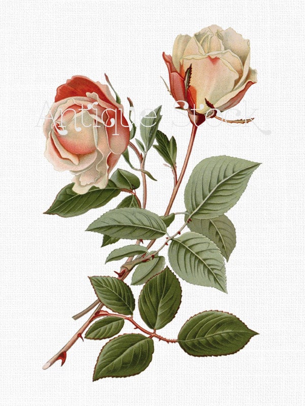 digital rose flower drawing