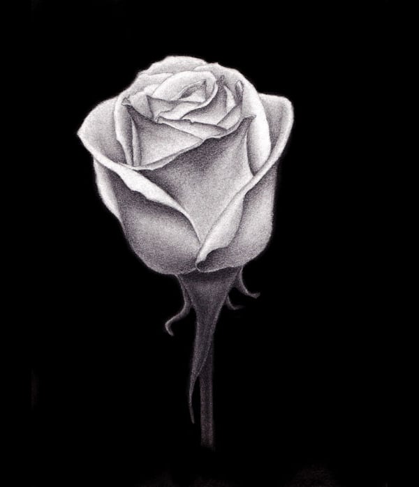 charcoal rose drawing