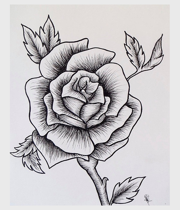 easy rose drawing