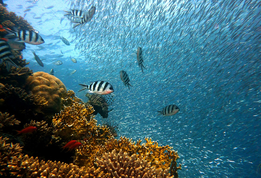 underwater fish photography