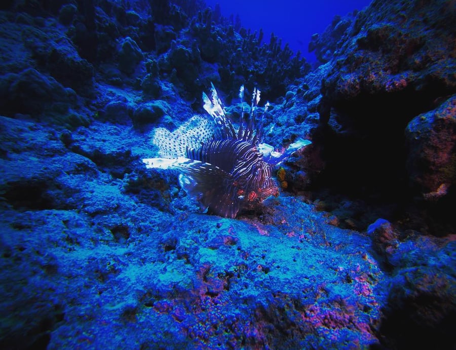 shining fish underwater photography